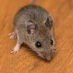 Mice Control in House