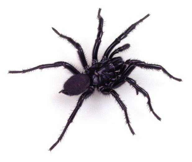 Spider Species in Australia
