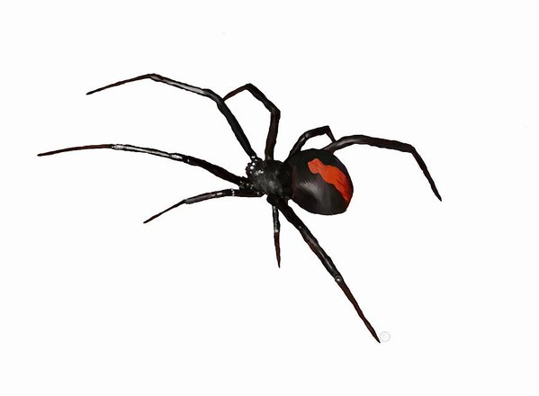 Redback Spiders in Australia